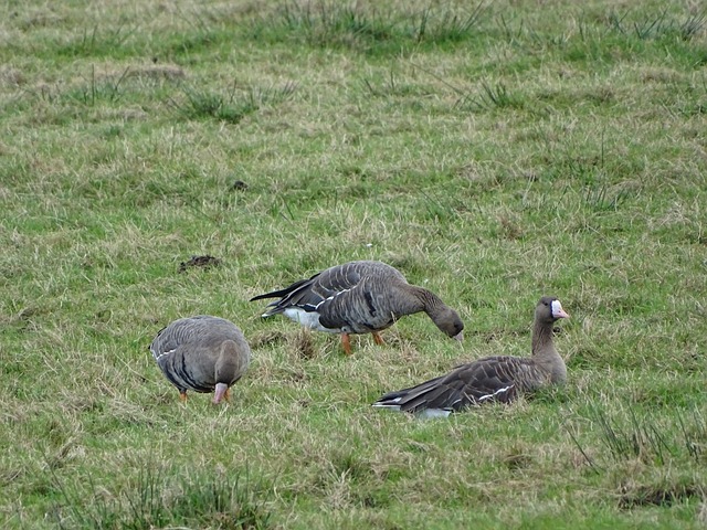布朗在挑战 布朗在挑战